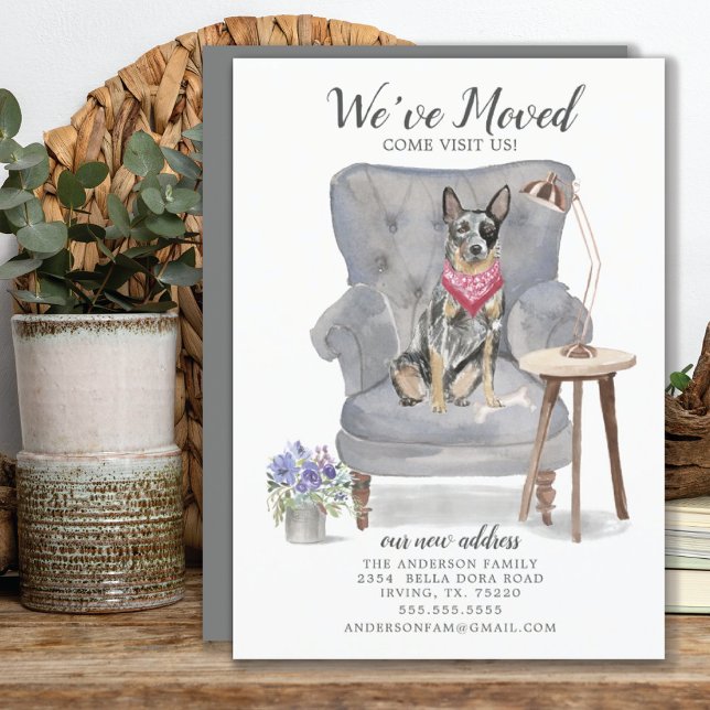 Australian Cattle Dog Moving Announcement (Creator Uploaded)