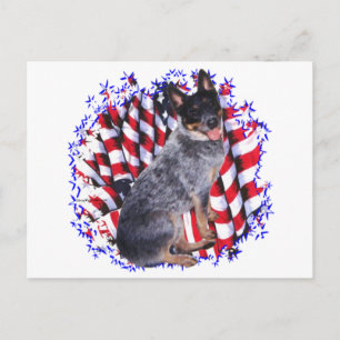 Australian Cattle Dog Patriot Postcard