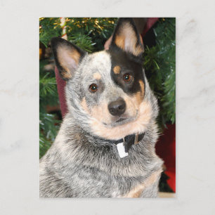 Australian Cattle Dog Photo Postcard