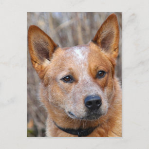 Australian Cattle Dog Postcard