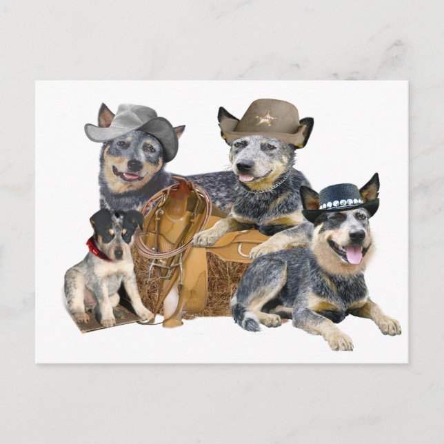 Australian Cattle Dog Postcard (Front)