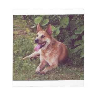 australian cattle dog red laying notepad