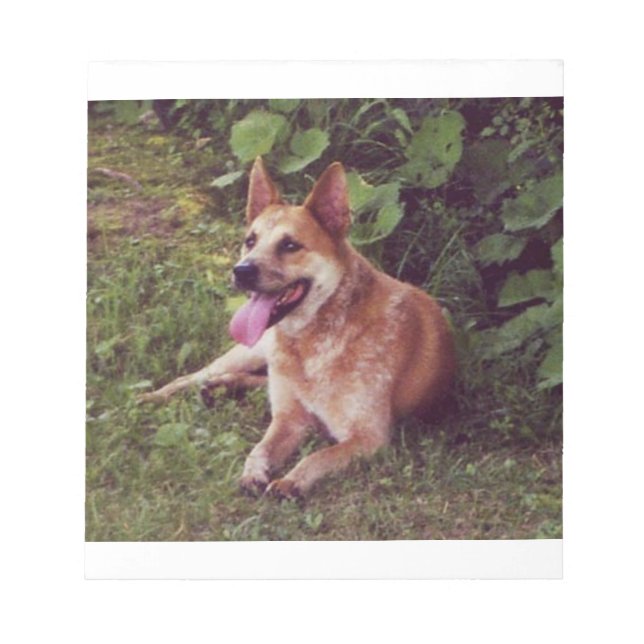 australian cattle dog red laying notepad (Front)