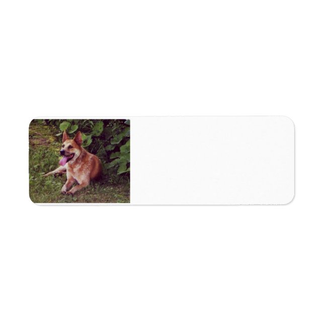 australian cattle dog red laying.png return address label (Front)