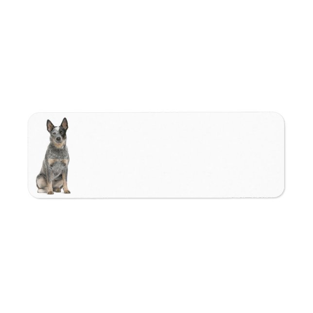 Australian Cattle Dog Return Address Labels (Front)
