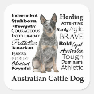 Australian Cattle Dog Stickers