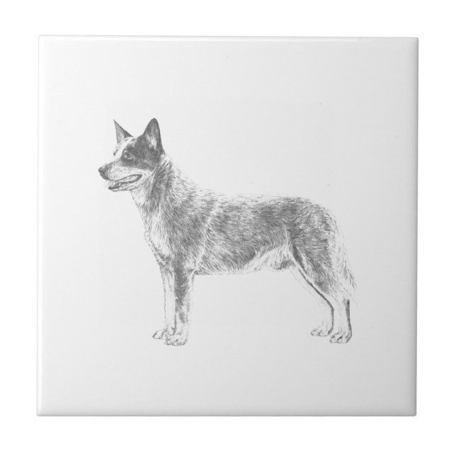 Australian Cattle Dog Tile (Front)