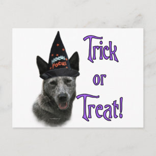 Australian Cattle Dog Trick Postcard