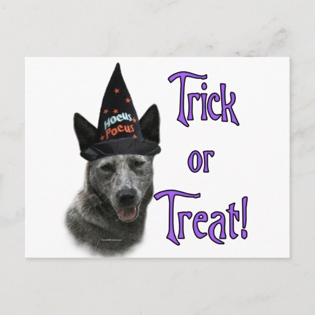 Australian Cattle Dog Trick Postcard (Front)