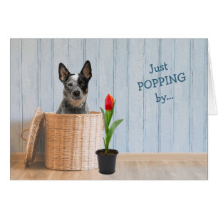 Australian Cattle Dog Wicker Basket Birthday Card