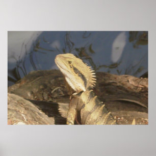Australian Eastern Water Dragon Poster