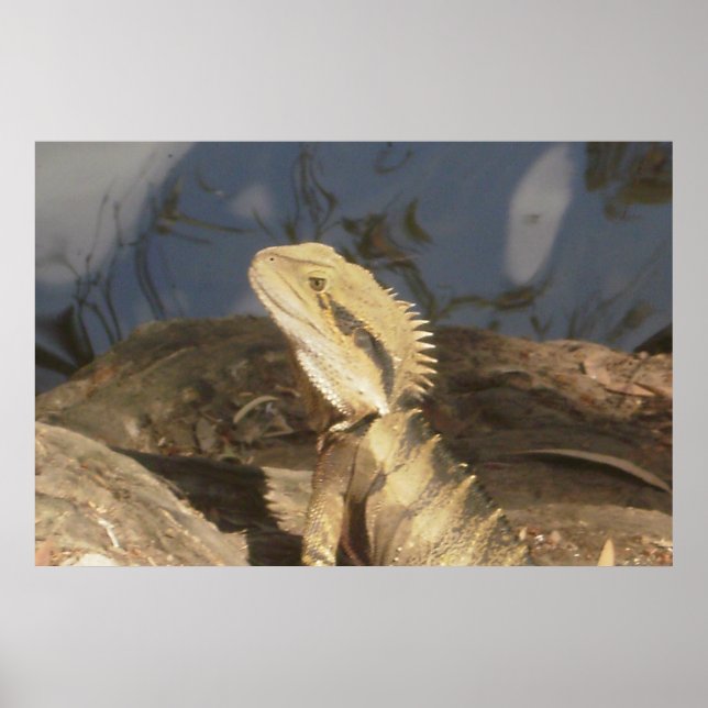 Australian Eastern Water Dragon Poster (Front)