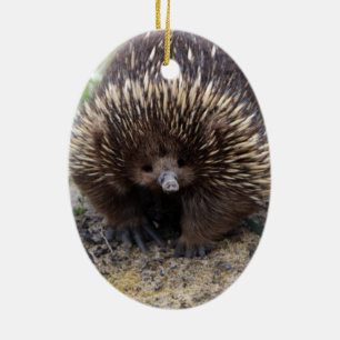 Australian Echidna Cute Animal Photo Ceramic Ornament
