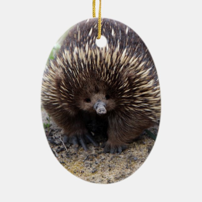 Australian Echidna Cute Animal Photo Ceramic Ornament (Back)