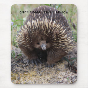Australian Echidna Cute Animal Photo Mouse Pad