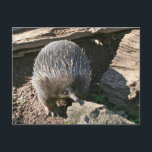 Australian Echidna Postcard<br><div class="desc">Australian Echidna in natural habitat.</div>