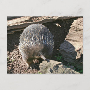 Australian Echidna Postcard