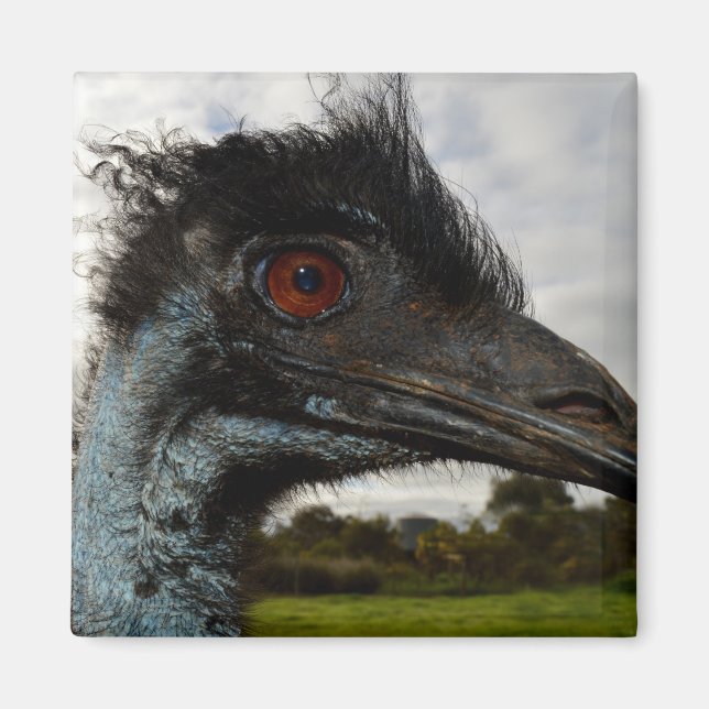 Australian Emu Close Up, Fridge Magnet (Front)