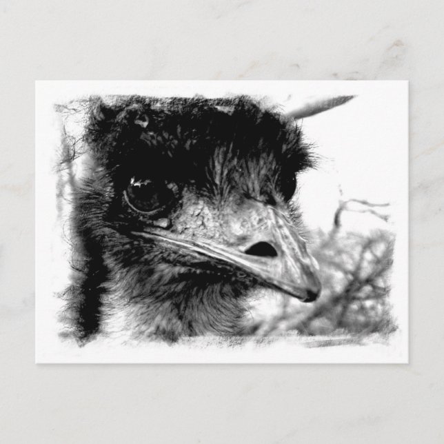 Australian Emu Wildlife Postcard (Front)
