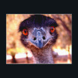 Australian Emu Wildlife Postcard<br><div class="desc">Lovely Photography on this postcard of Australian Emu.
Great to send home to family or friends.
See the whole series!</div>