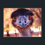 Australian Emu Wildlife Postcard<br><div class="desc">Lovely Photography on this postcard of Australian Emu.
Great to send home to family or friends.
See the whole series!</div>