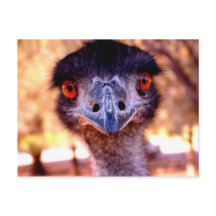 Australian Emu Wildlife Postcard