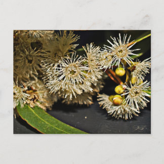 Australian Eucalyptus Flower & Fruit Postcard