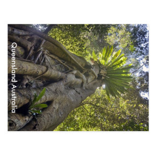 Australian Forest Postcard