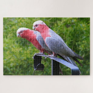 Australian galah birds jigsaw puzzle