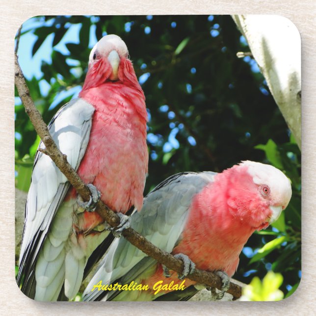 Australian Galah - Roseate Cockatoo Coaster (Front)
