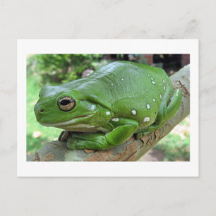 Australian Green Tree Frog Postcard