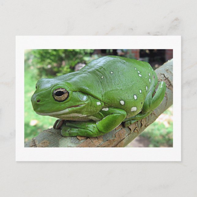 Australian Green Tree Frog Postcard (Front)