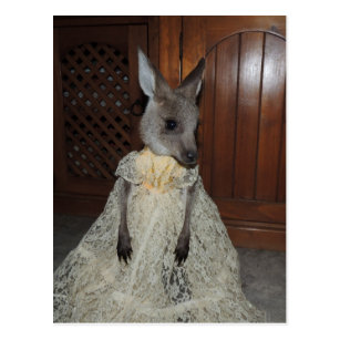 Australian Kangaroo Joey Postcard
