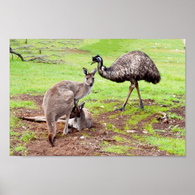 Australian Kangaroos And Emu, Wall Poster (Front)