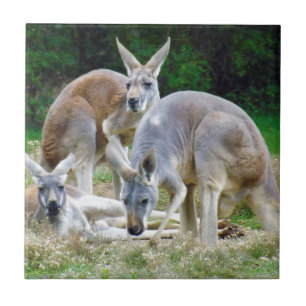 Australian Kangaroos Relaxing in the Sun Ceramic Tile