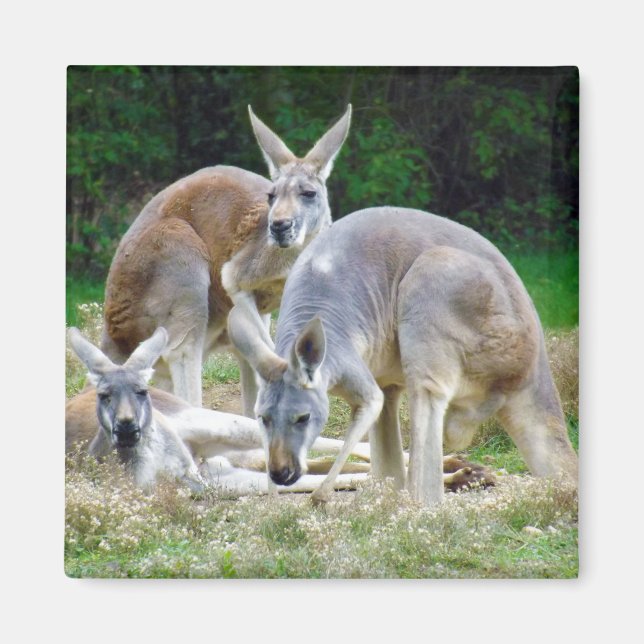 Australian Kangaroos Relaxing in the Sun Magnet (Front)