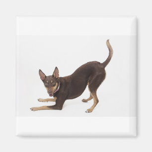 Australian Kelpie Magnet