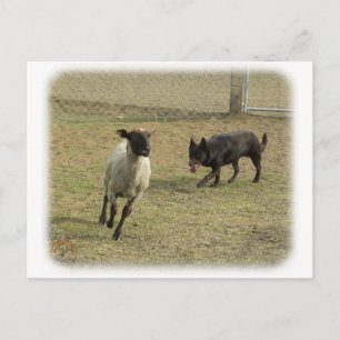 Australian Kelpie with sheep 9P21D-331 Postcard