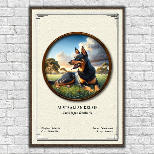 Australian Kelpie  Zoology Series Poster