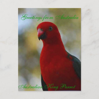 Australian King Parrot Poster Postcard