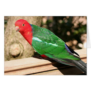 Australian King Parrot (red & green)