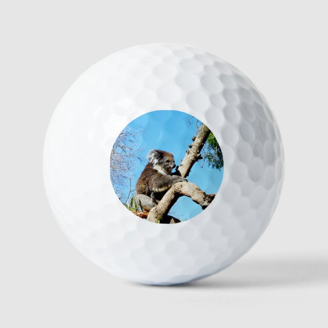 Australian Koala Bear In Old Pine Tree, Golf Balls (Front)
