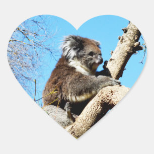 Australian Koala Bear In Old Pine Tree, Heart Sticker