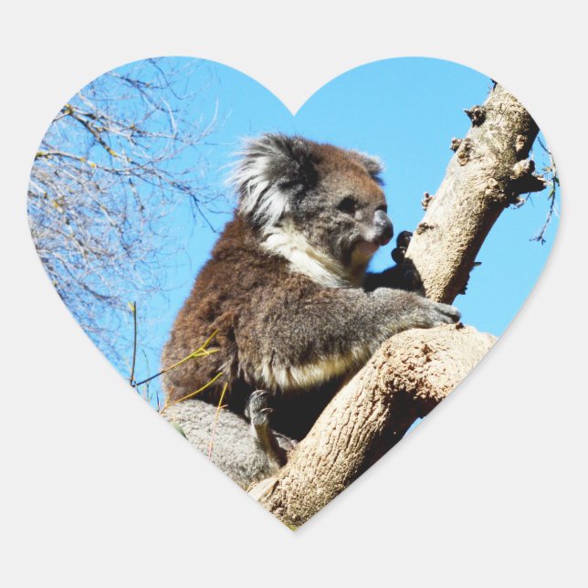 Australian Koala Bear In Old Pine Tree, Heart Sticker (Front)