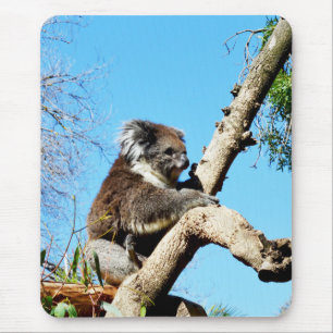 Australian Koala Bear In Old Pine Tree, Mouse Pad