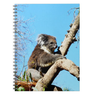Australian Koala Bear In Old Pine Tree, Notebook
