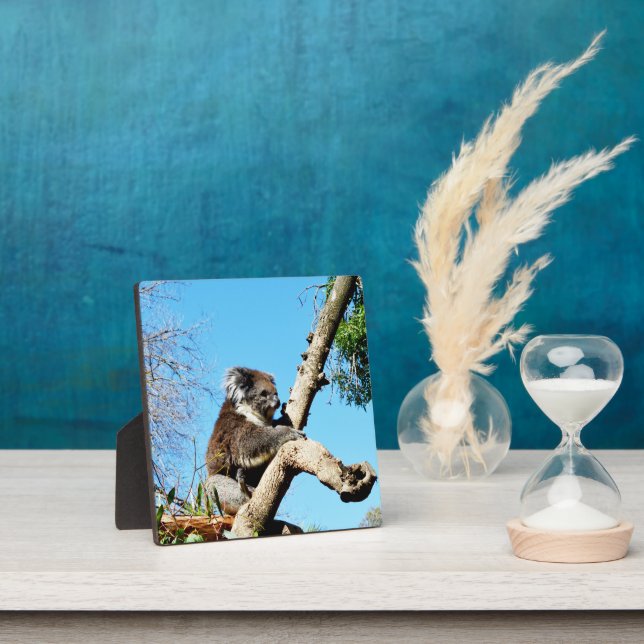 Australian Koala Bear In Old Pine Tree, Plaque (Insitu)