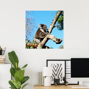 Australian Koala Bear In Old Pine Tree, Poster