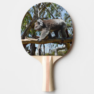 Australian Koala Bear Walking, Ping Pong Paddle