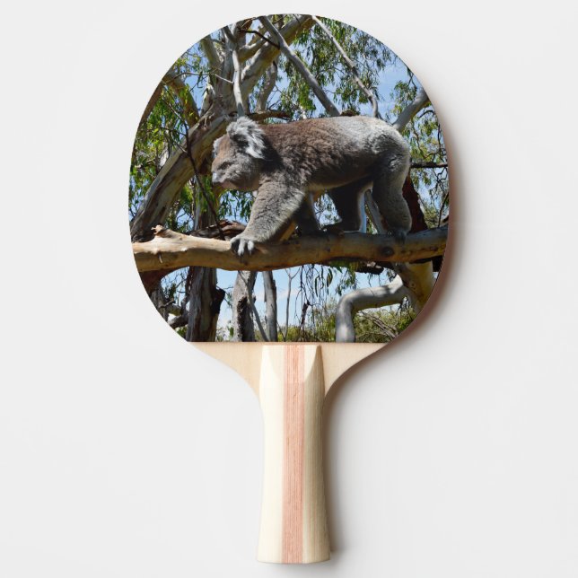 Australian Koala Bear Walking, Ping Pong Paddle (Front)